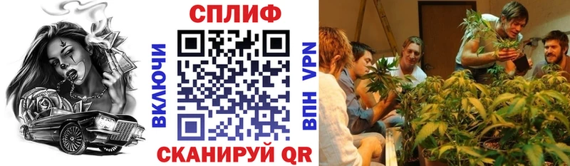 Бошки Шишки план  закладки  Людиново 